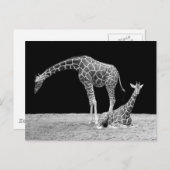 Giraffen in Schwarz und Weiß Postkarte (Vorne/Hinten)
