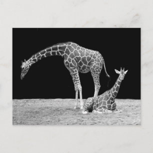 Giraffen in Schwarz und Weiß Postkarte