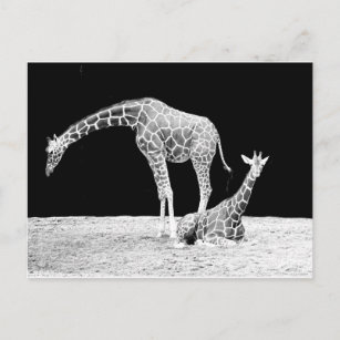 Giraffen in Schwarz und Weiß Postkarte