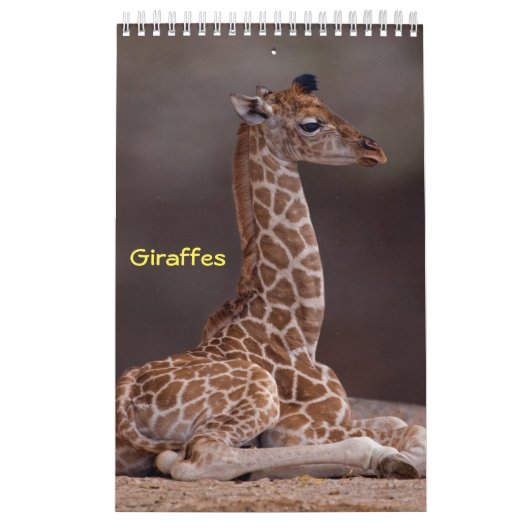 Giraffen Kalender (Titelbild)