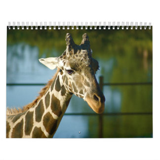 Giraffen Kalender