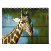 Giraffen Kalender (Titelbild)