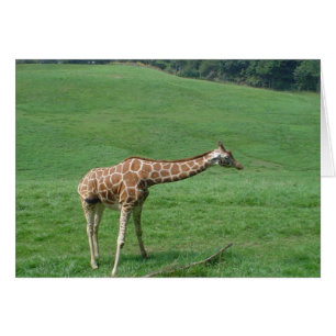 Giraffen-Karte!