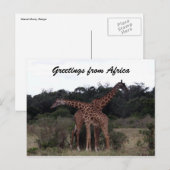 Giraffen Kreuzgrüße Postkarte (Vorne/Hinten)
