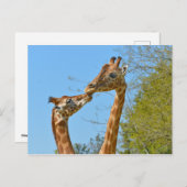Giraffen küssen einander postkarte (Vorne/Hinten)