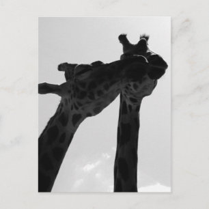Giraffen-Liebe Postkarte
