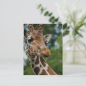 Giraffen-Liebhaber-Kunst-Geschenke Postkarte (Stehend Vorderseite)