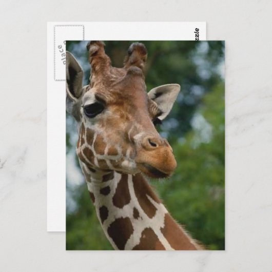 Giraffen-Liebhaber-Kunst-Geschenke Postkarte (Vorne/Hinten)