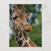 Giraffen-Liebhaber-Kunst-Geschenke Postkarte (Vorderseite)