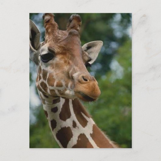 Giraffen-Liebhaber-Kunst-Geschenke Postkarte (Vorderseite)