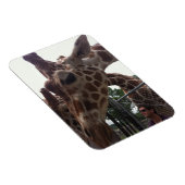 Giraffen Magnet (Rechte Seite)