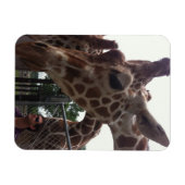 Giraffen Magnet (Horizontal)