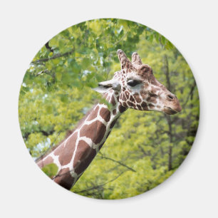 Giraffen-Magnet Magnet