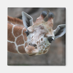 Giraffen-Magnet Magnet