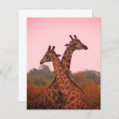 Giraffen mit rosa Himmel (Vorne/Hinten)