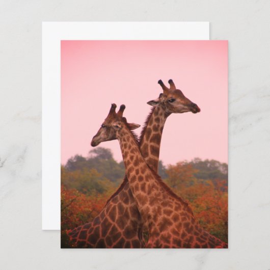 Giraffen mit rosa Himmel (Vorne/Hinten)