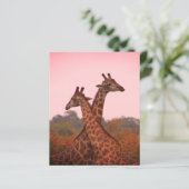 Giraffen mit rosa Himmel (Stehend Vorderseite)