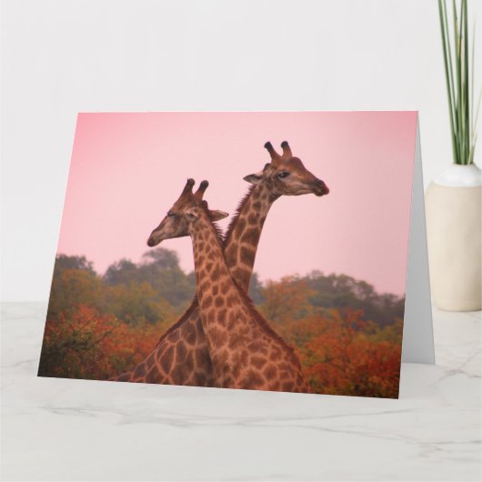 Giraffen mit rosa Himmel Karte (Vorderseite)