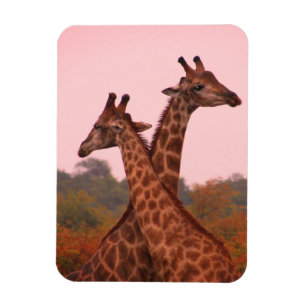 Giraffen mit rosa Himmel Magnet