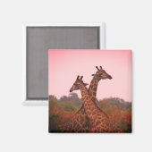 Giraffen mit rosa Himmel Magnet (Vorderseite/Rückseite)
