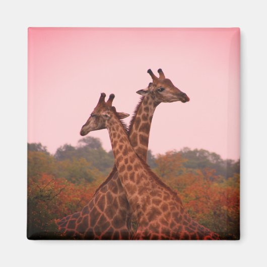 Giraffen mit rosa Himmel Magnet (Vorne)