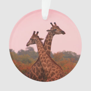 Giraffen mit rosa Himmel Ornament