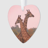 Giraffen mit rosa Himmel Ornament (Vorderseite)
