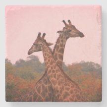 Giraffen mit rosa Himmel