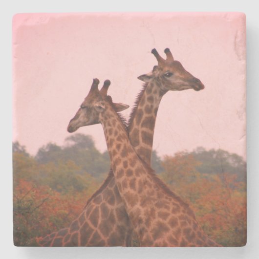 Giraffen mit rosa Himmel Steinuntersetzer (Vorderseite)