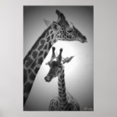 Giraffen, Mutter und Kind Poster (Vorne)