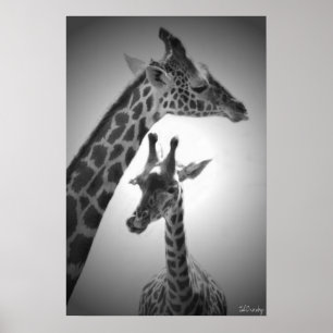 Giraffen, Mutter und Kind Poster