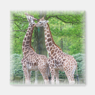 Giraffen-Paar-Quadrat-Magnet Magnet