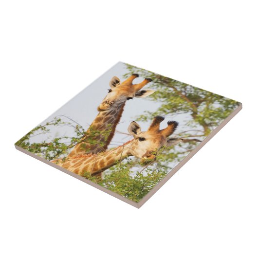 Giraffen Peeking über Vegetation Fliese (Seite)