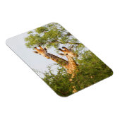 Giraffen Peeking über Vegetation Magnet (Rechte Seite)