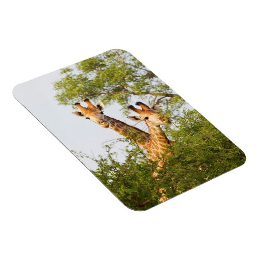 Giraffen Peeking über Vegetation Magnet (Rechte Seite)