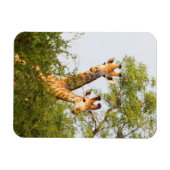 Giraffen Peeking über Vegetation Magnet (Horizontal)