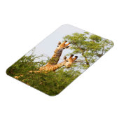 Giraffen Peeking über Vegetation Magnet (Linke Seite)