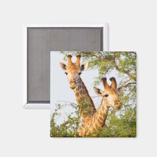 Giraffen Peeking über Vegetation Magnet (Vorderseite/Rückseite)