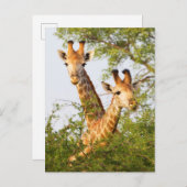 Giraffen Peeking über Vegetation Postkarte (Vorne/Hinten)