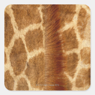 Giraffen-Pelz Quadratischer Aufkleber