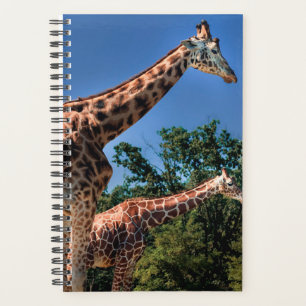 Giraffen Planer