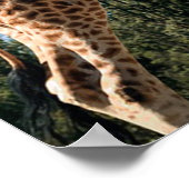 Giraffen Poster (Ecke)