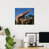 Giraffen Poster (Heimbüro)