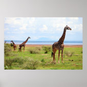 Giraffen Poster (Vorne)