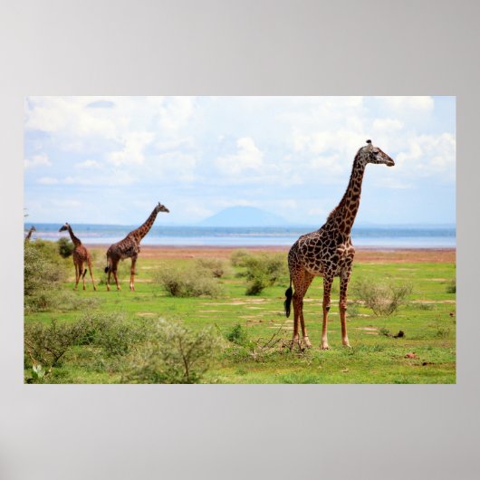 Giraffen Poster (Vorne)