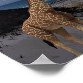 Giraffen Poster (Ecke)