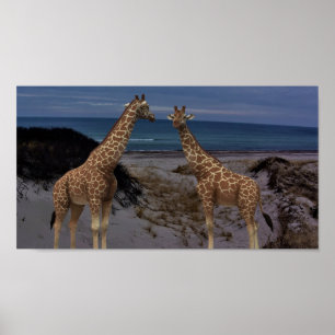 Giraffen Poster