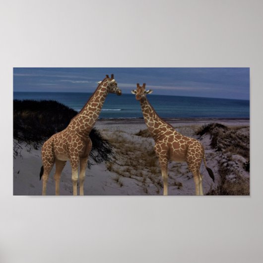 Giraffen Poster (Vorne)