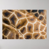 Giraffen Poster (Vorne)