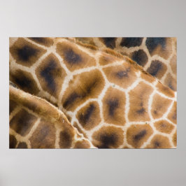 Giraffen Poster